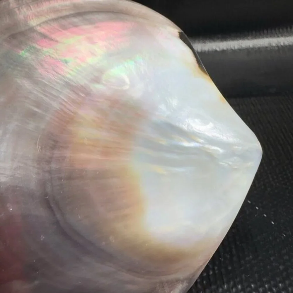 1999 Natural Abalone Shell‎ Iridescent Smooth Etched Mother Of Pearl World Peace